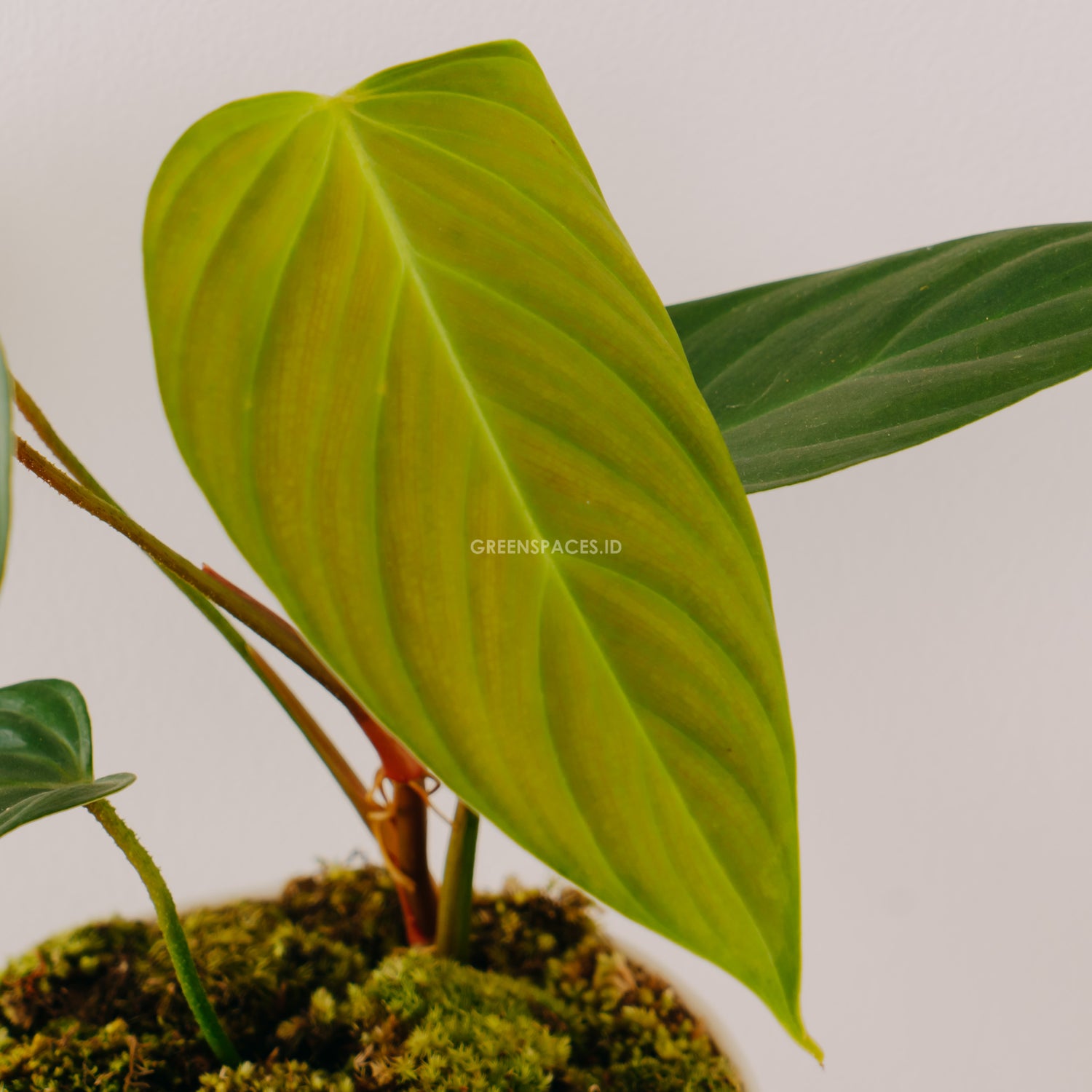 Philodendron Fuzzy Petiole