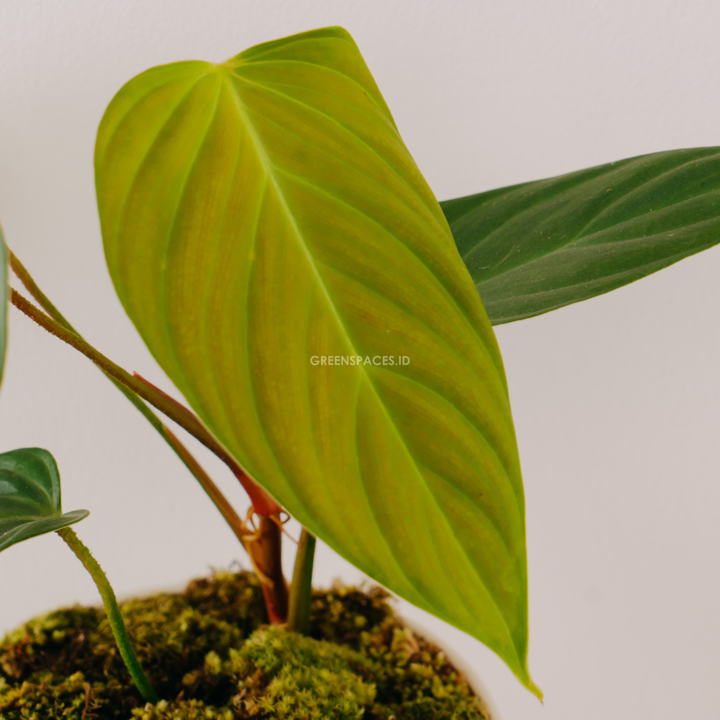 Philodendron Fuzzy Petiole