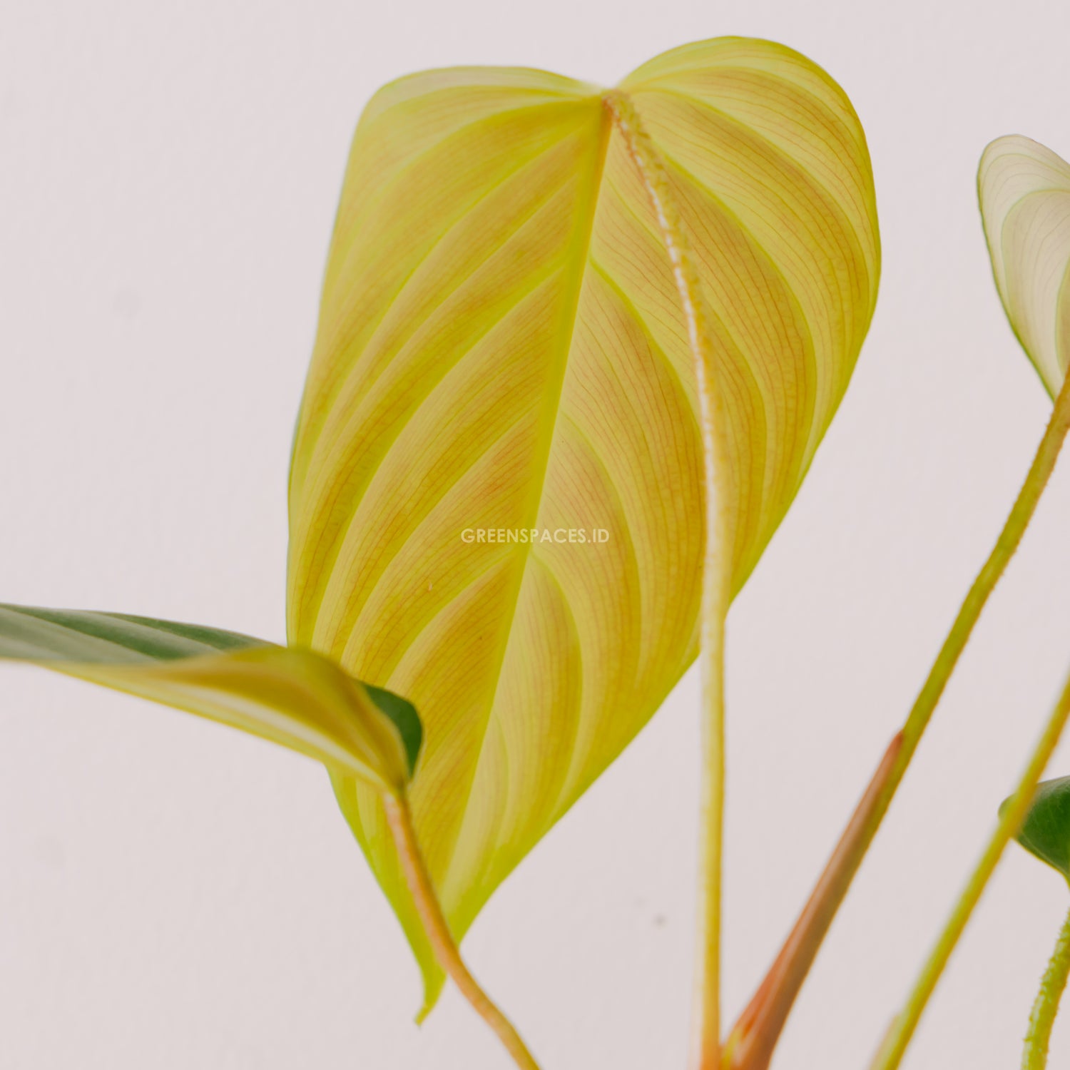 Philodendron Fuzzy Petiole