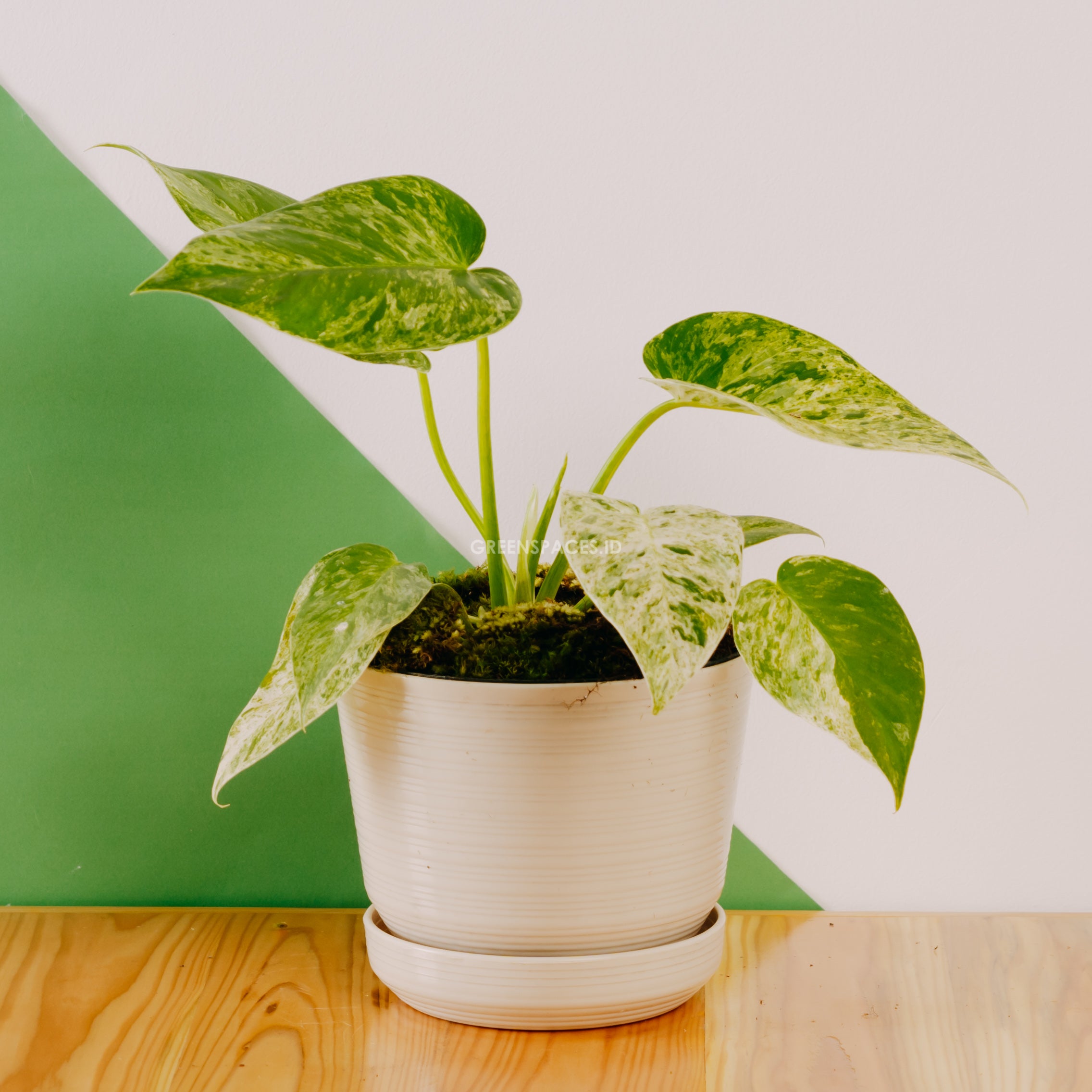 marble queen philodendron Philodendron Giganteum Variegated A