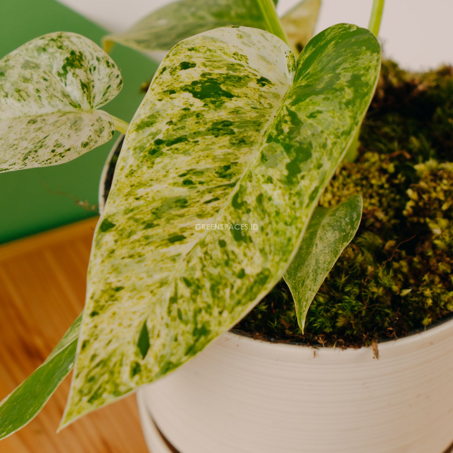 Philodendron Giganteum Marble Variegated