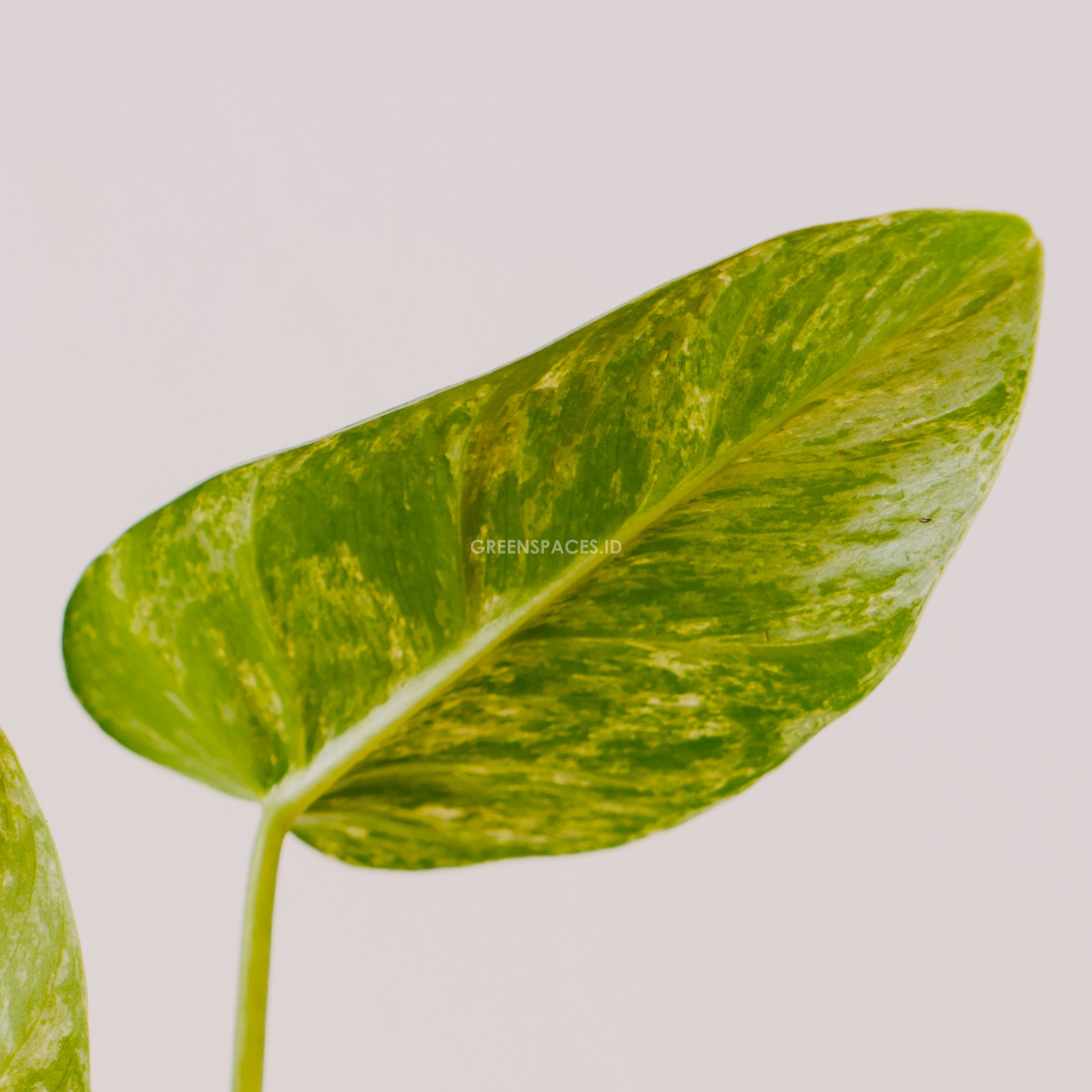 Philodendron Giganteum Marble Variegated