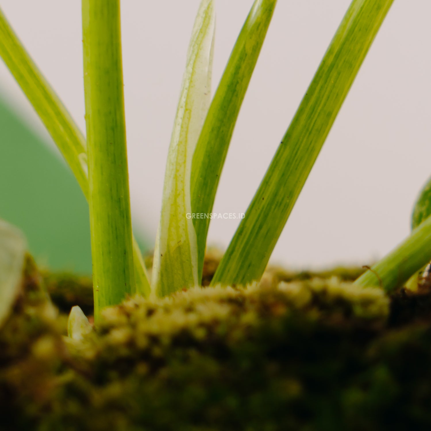 Philodendron Giganteum Marble Variegated
