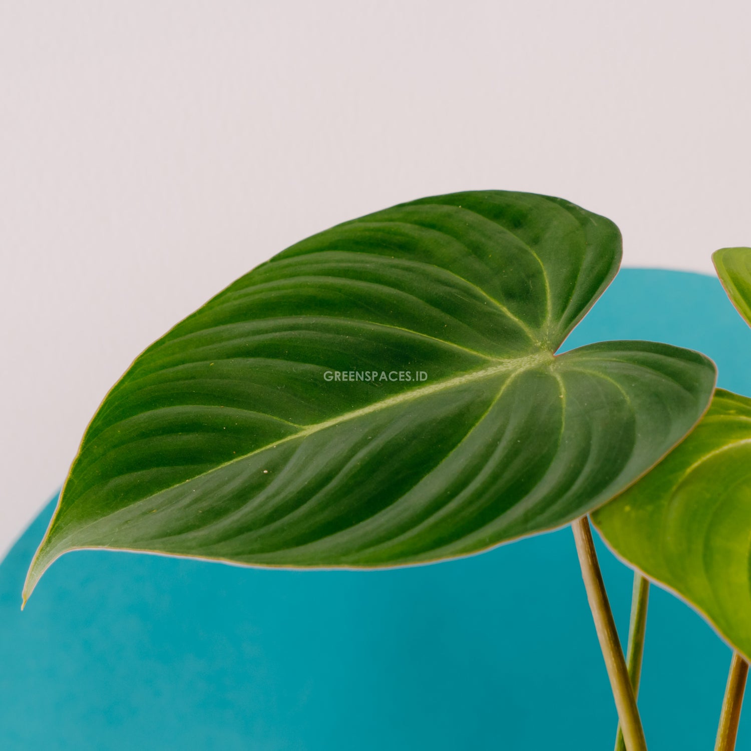 Philodendron Gloriosum