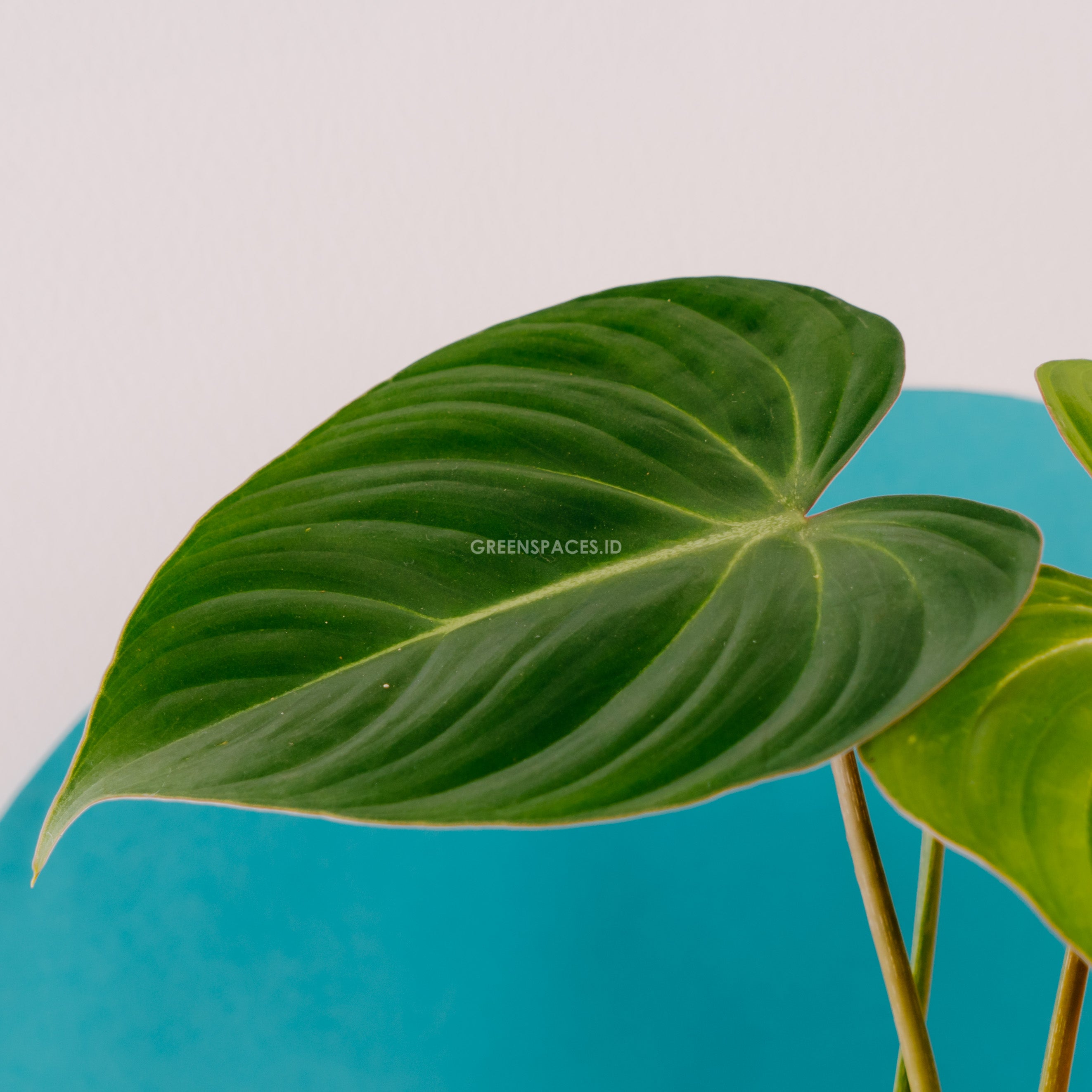 Philodendron Gloriosum