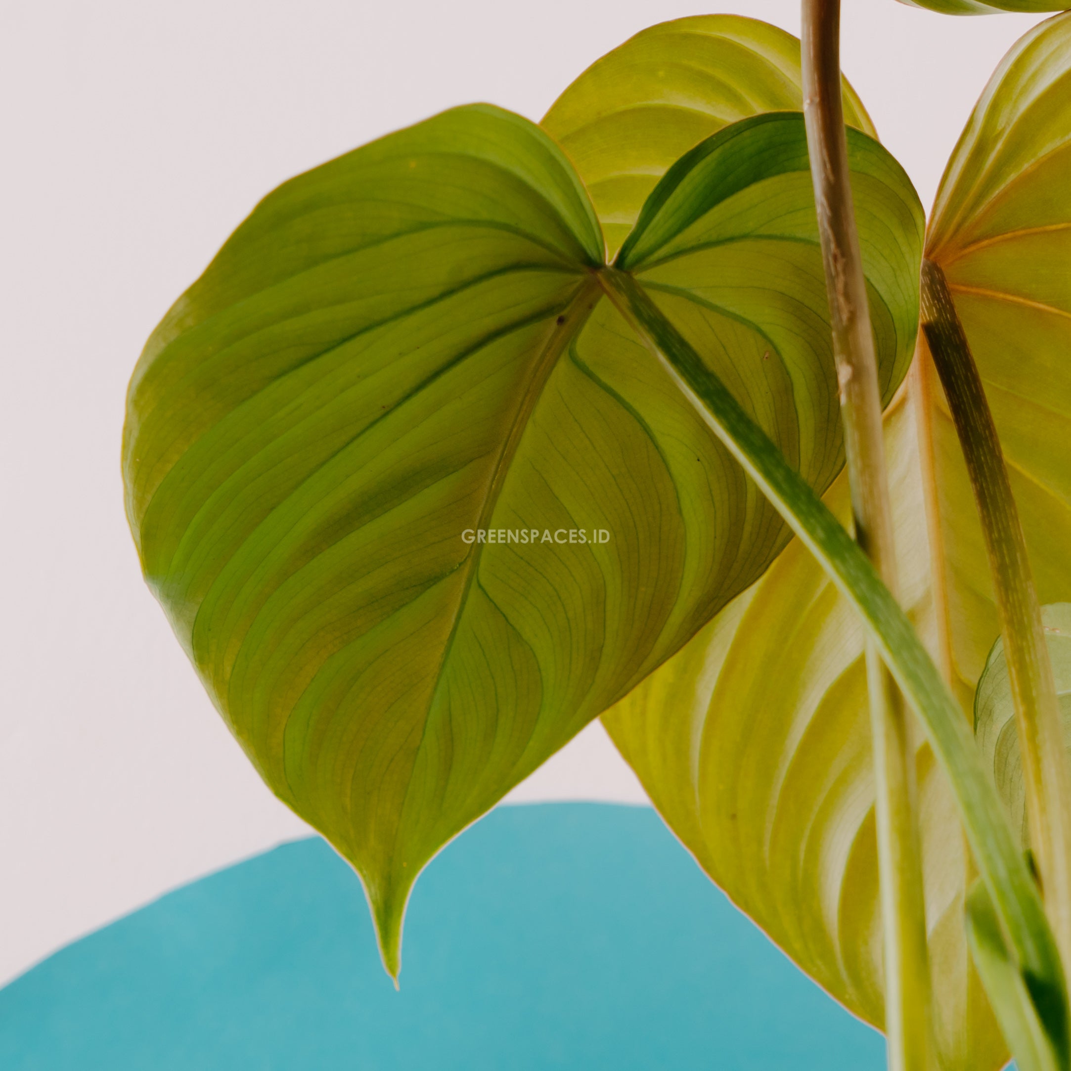 Philodendron Gloriosum