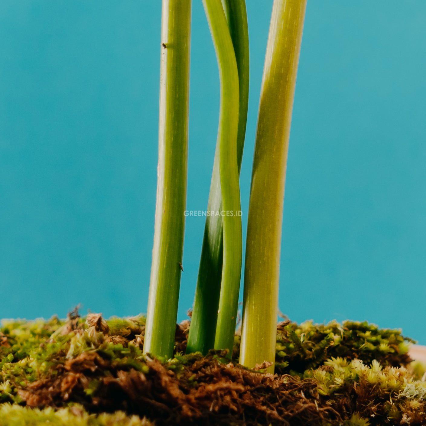 Philodendron Gloriosum