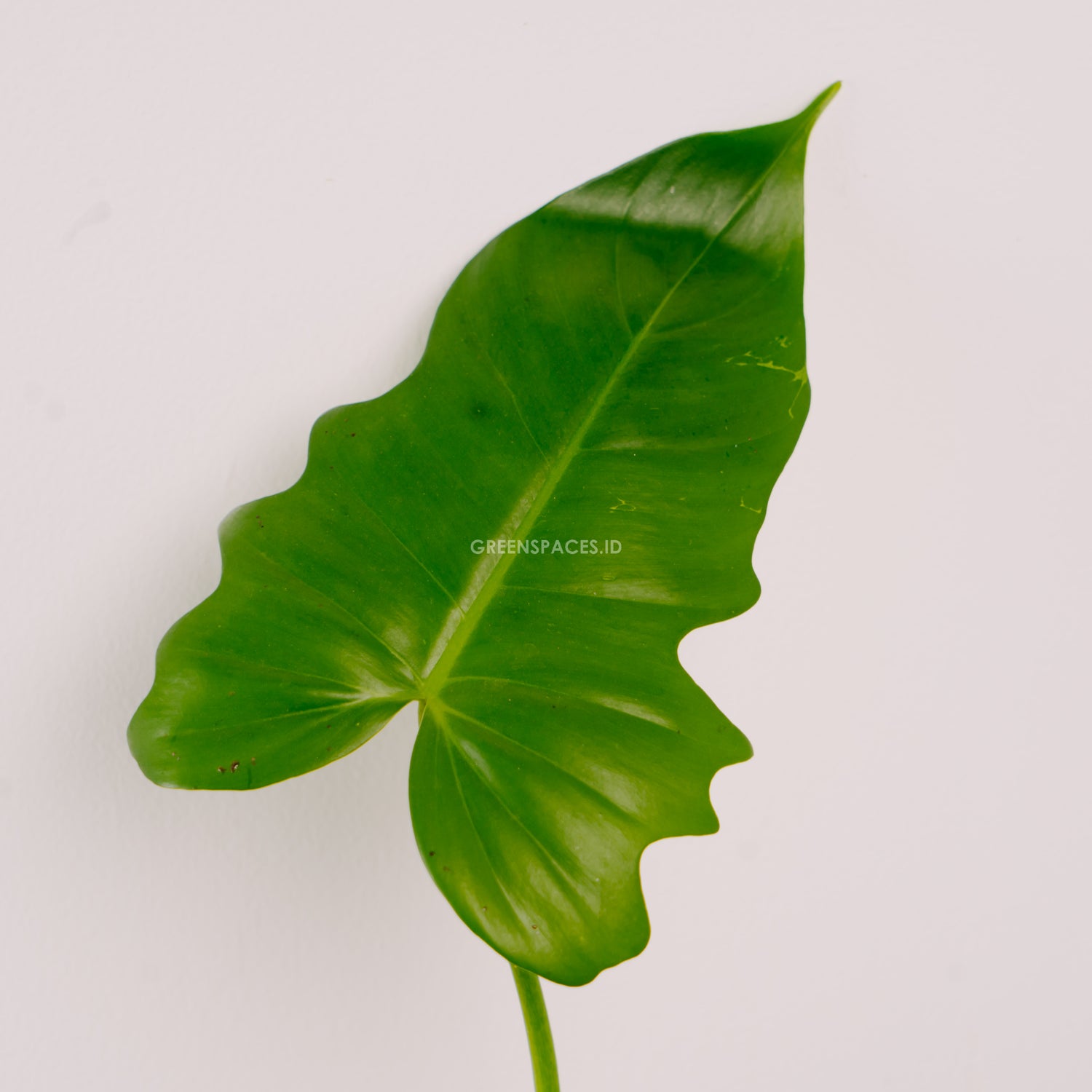 Philodendron Golden Dragon (Lime Fiddle)
