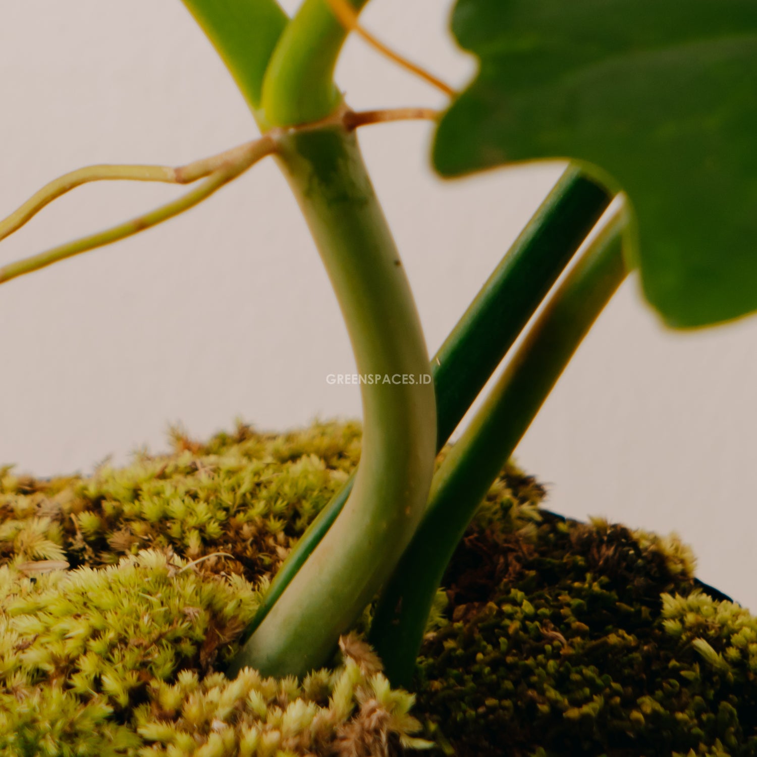 Philodendron Golden Dragon (Lime Fiddle)