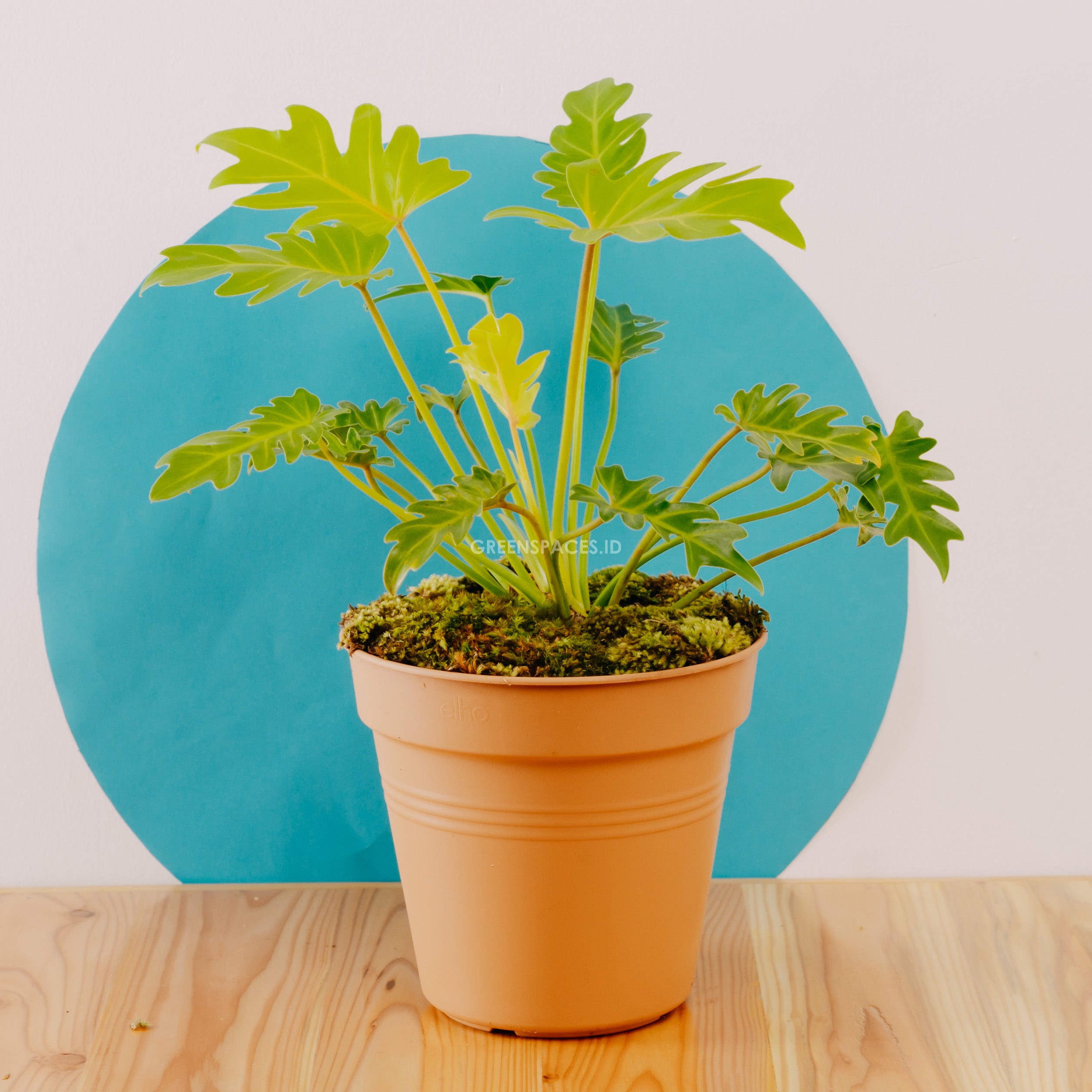 Philodendron Golden Xanadu