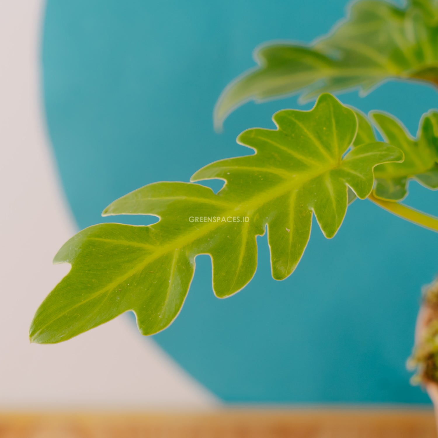 Philodendron Golden Xanadu