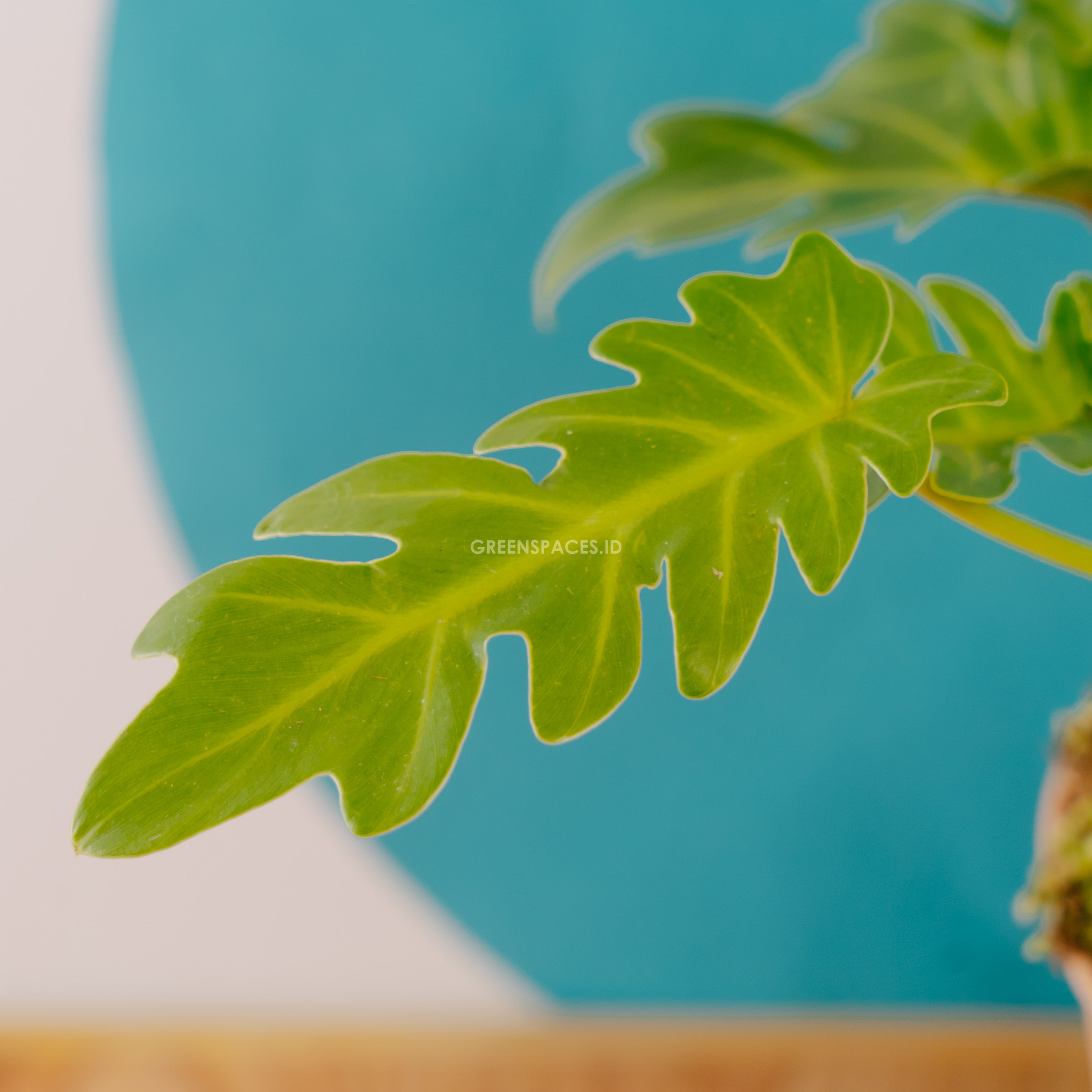 Philodendron Golden Xanadu