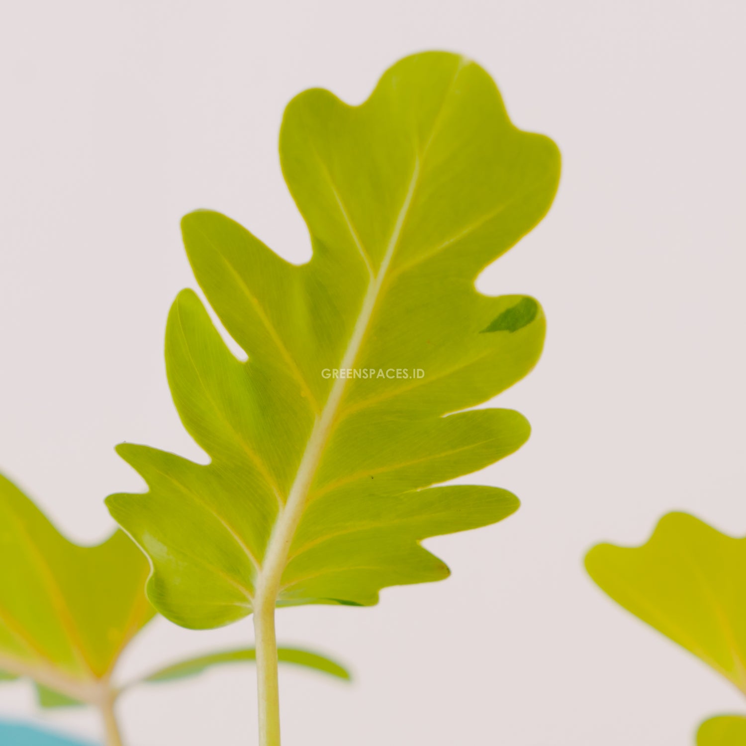 Philodendron Golden Xanadu