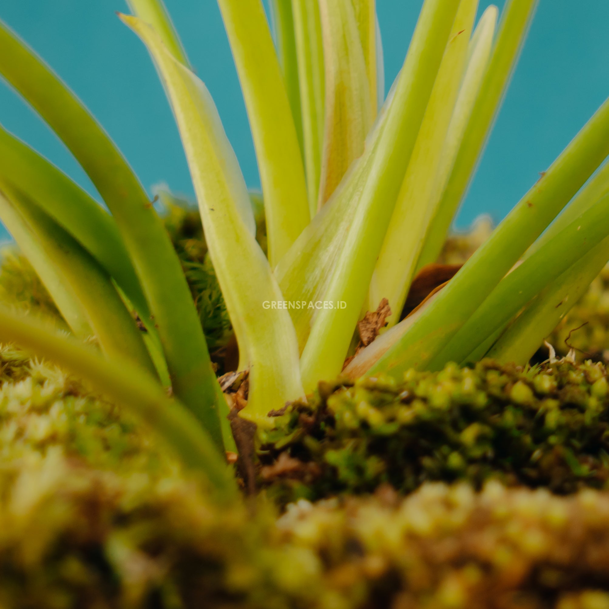 Philodendron Golden Xanadu