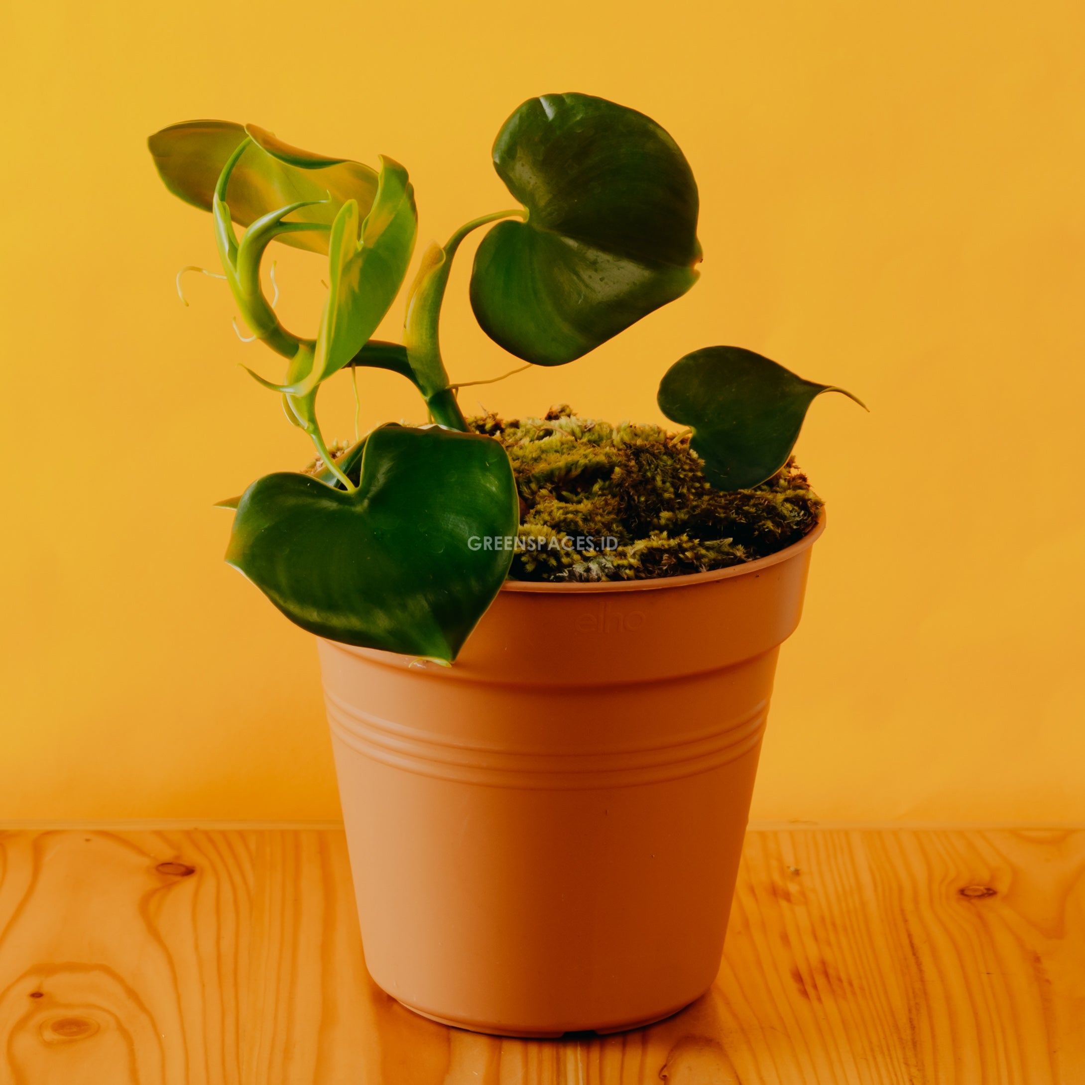 philodendron grazielae Philodendron Grazielae – Greenspaces.id