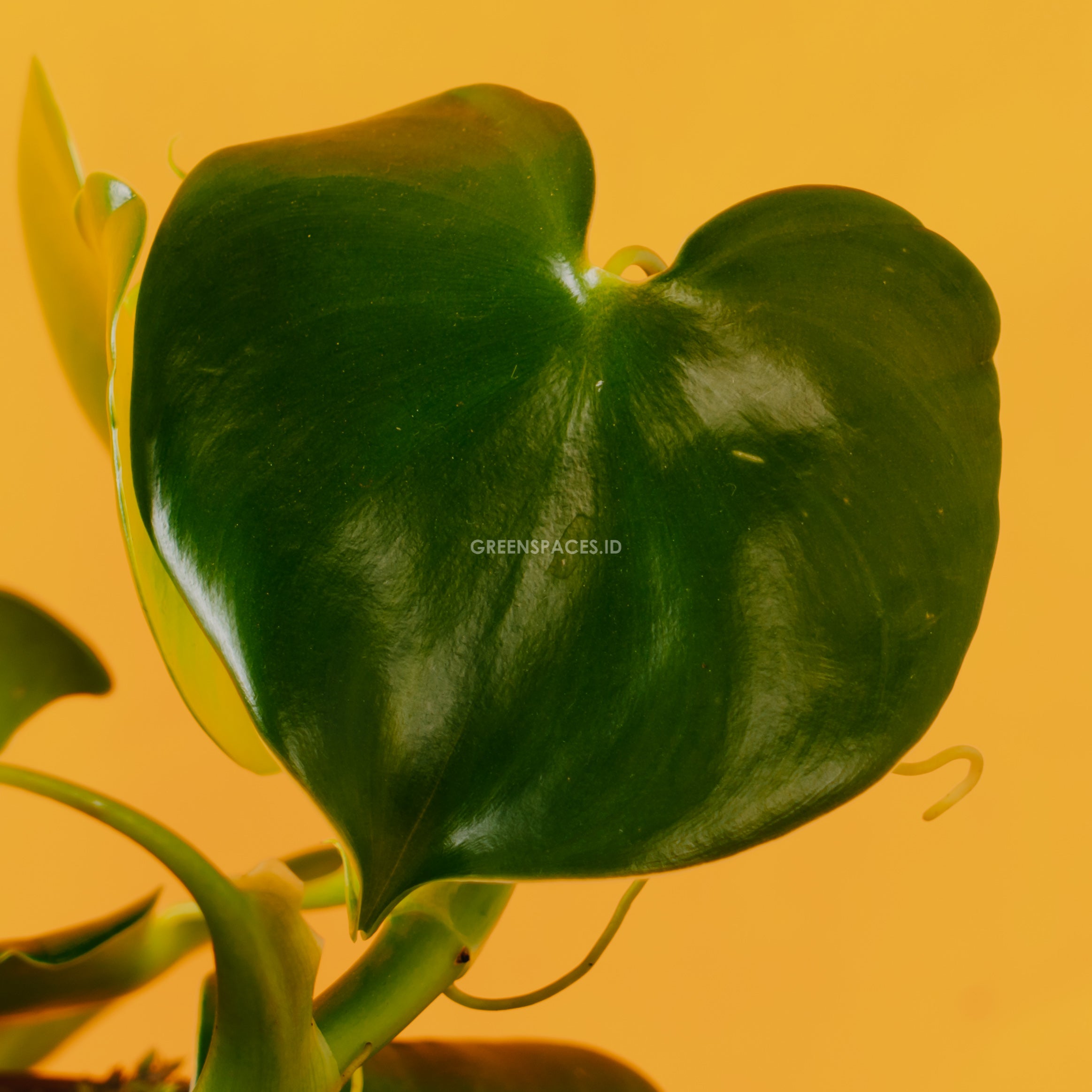 Philodendron Grazielae