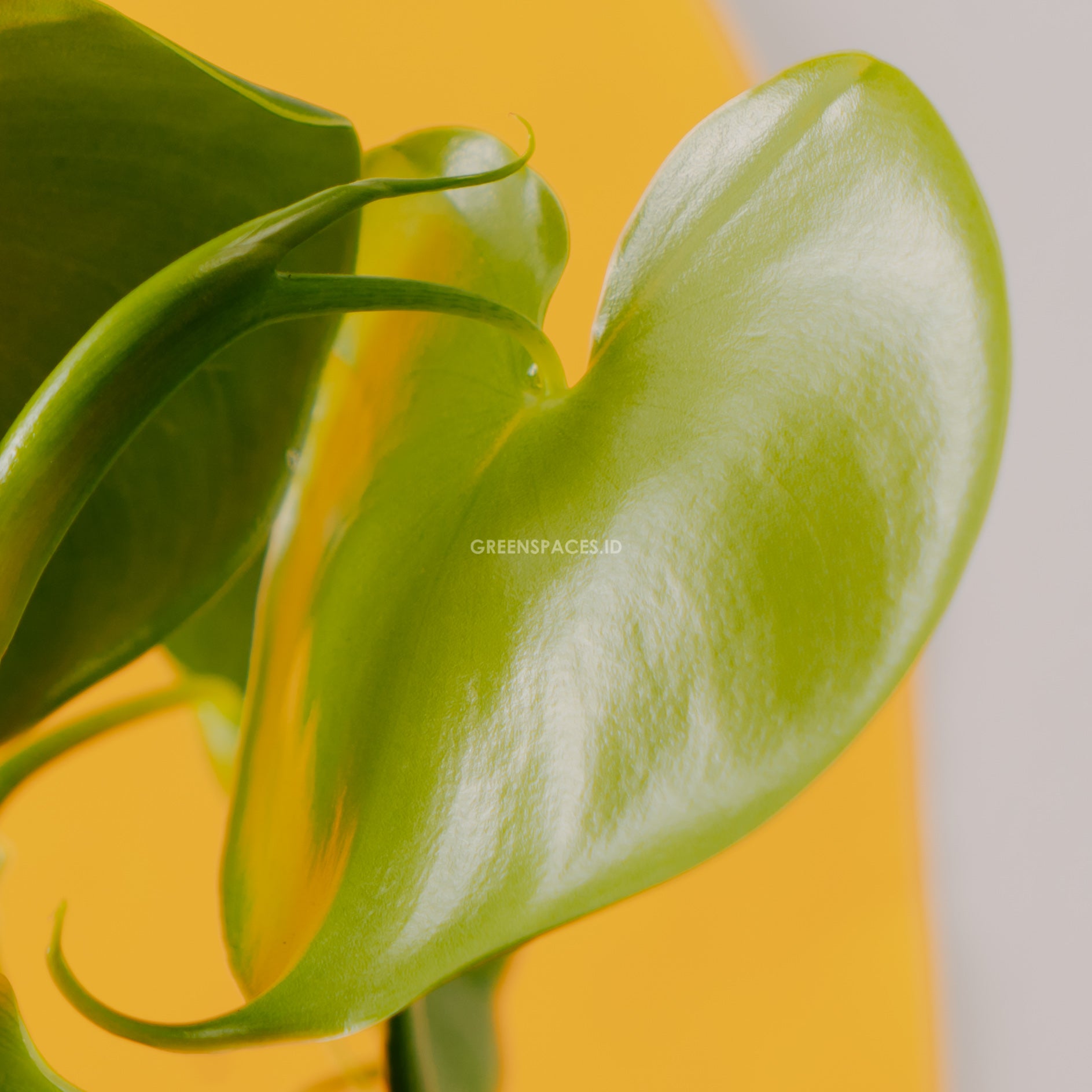 Philodendron Grazielae