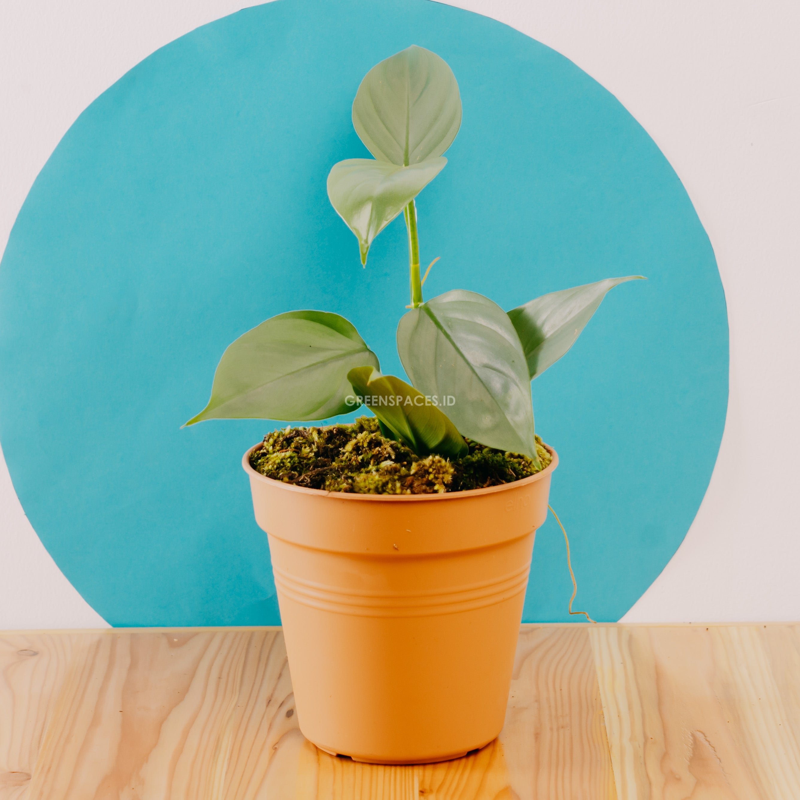 philodendron hastatum Philodendron Hastatum | Silver Sword | 4" Pot