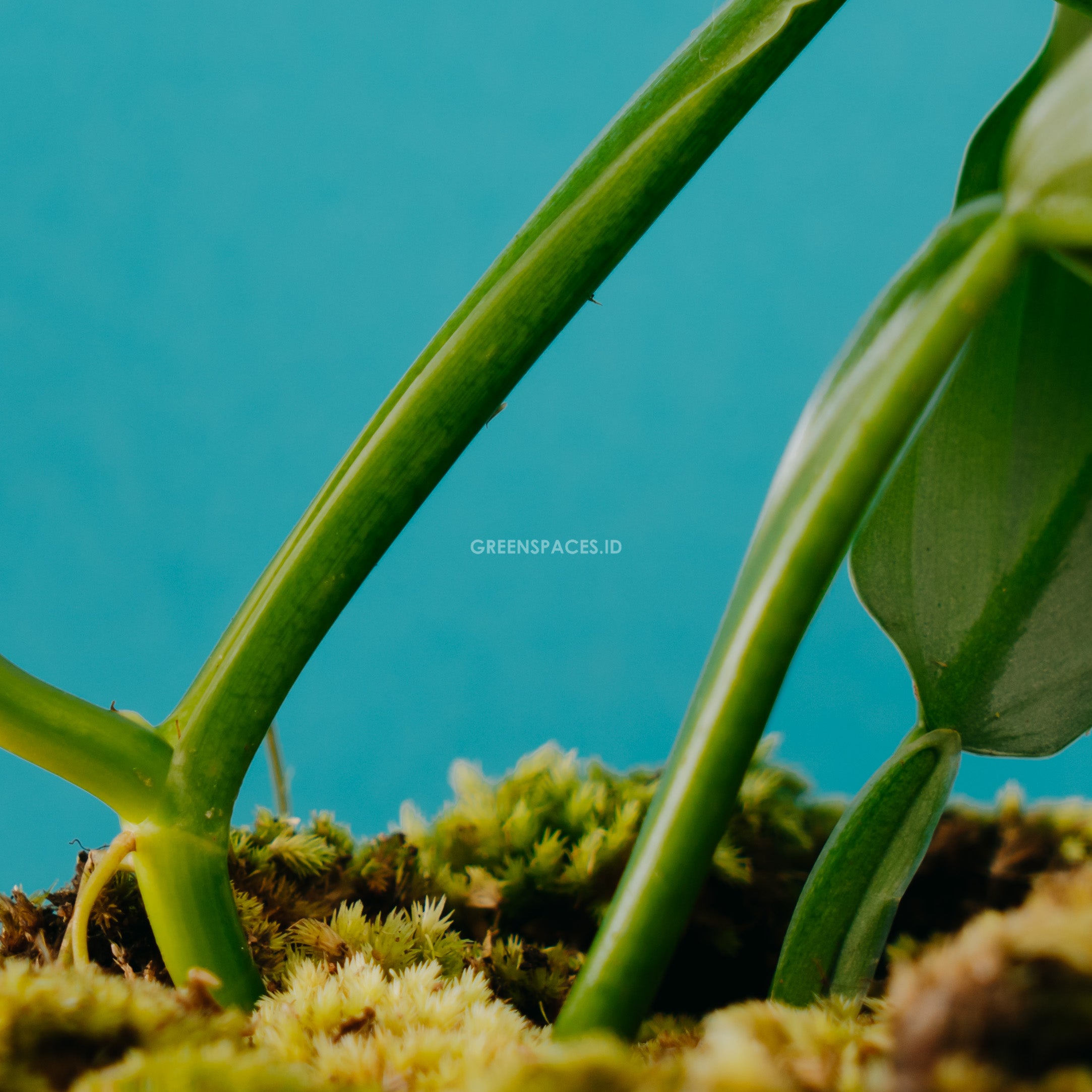 Philodendron Hastatum - Silver Sword