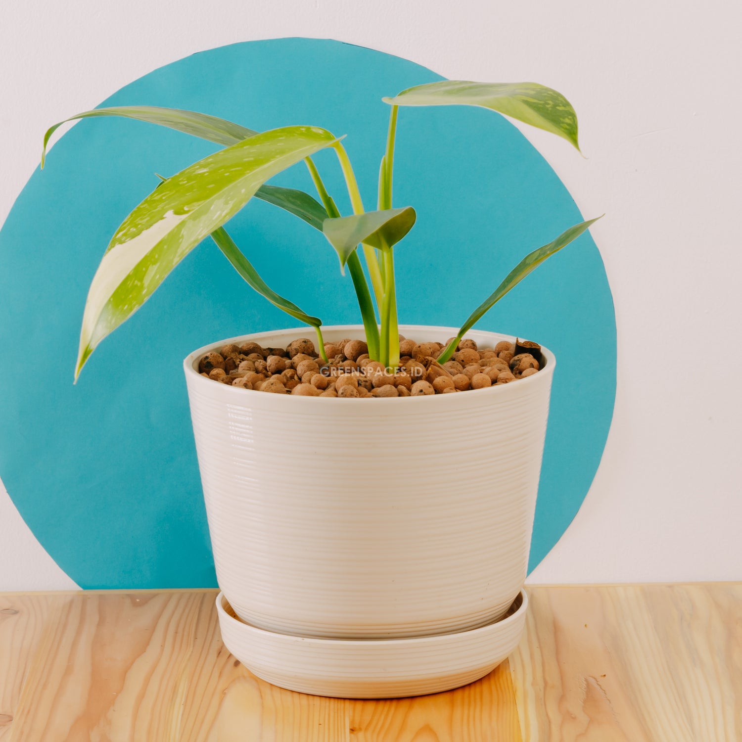 Philodendron Jose Buono Big size