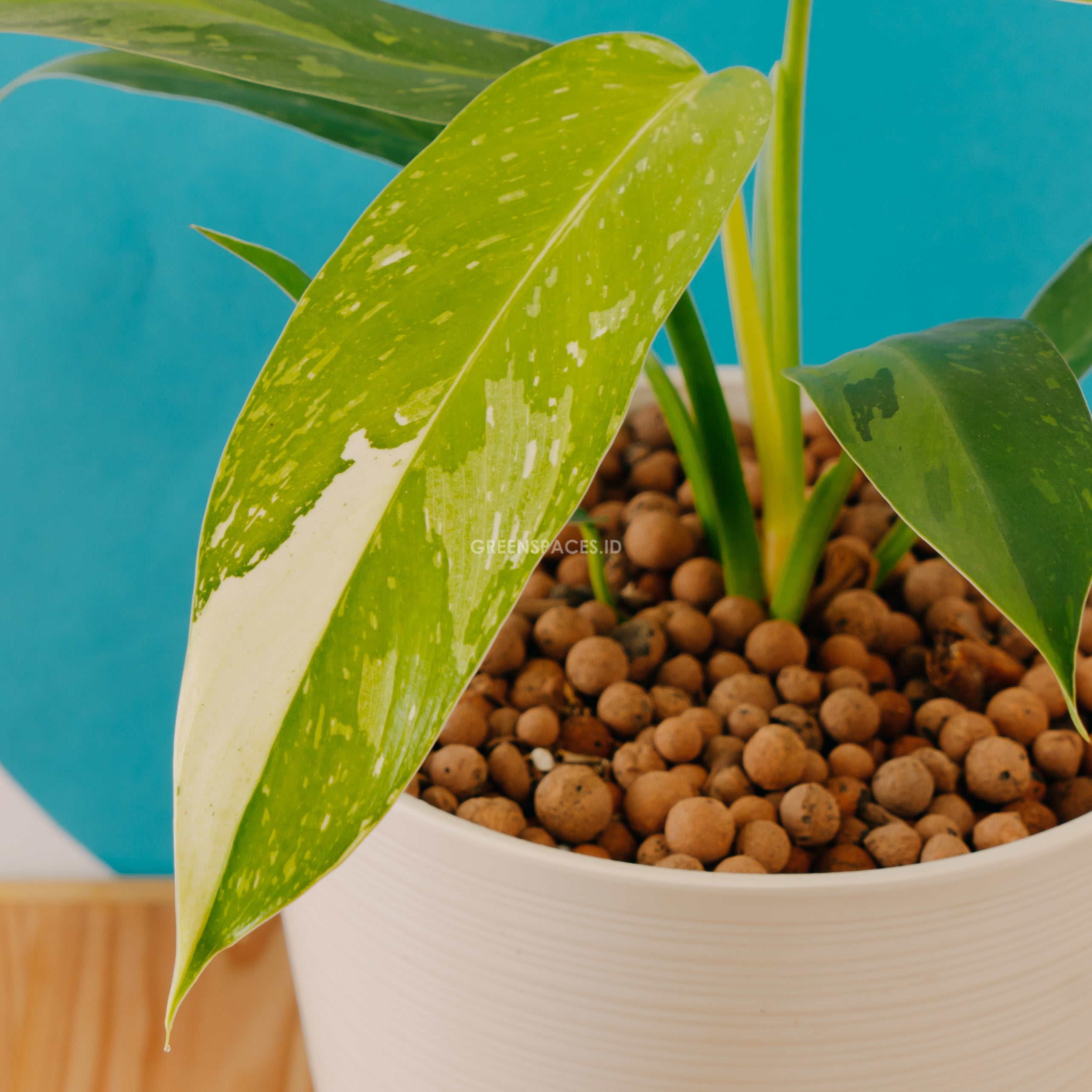 Philodendron Jose Buono Big size