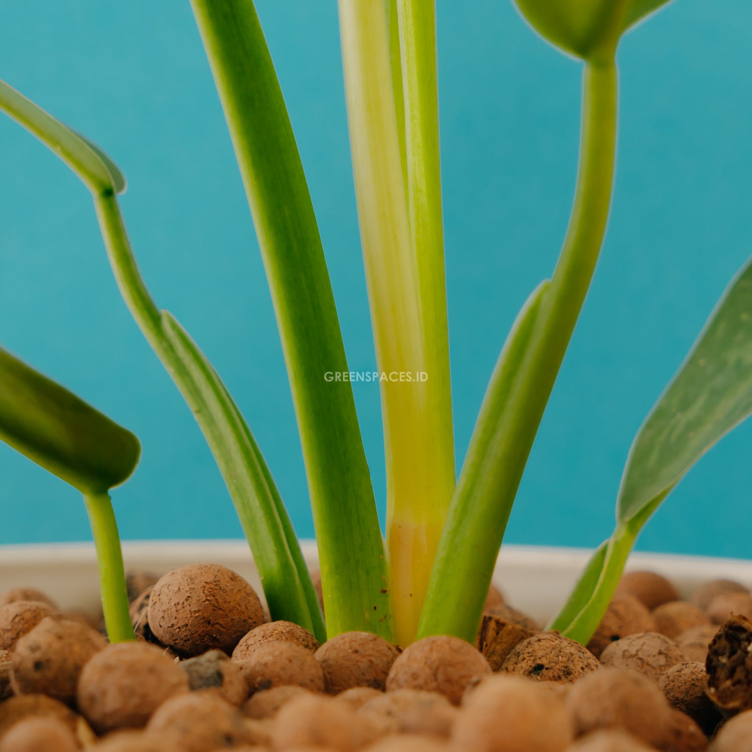 Philodendron Jose Buono Big size