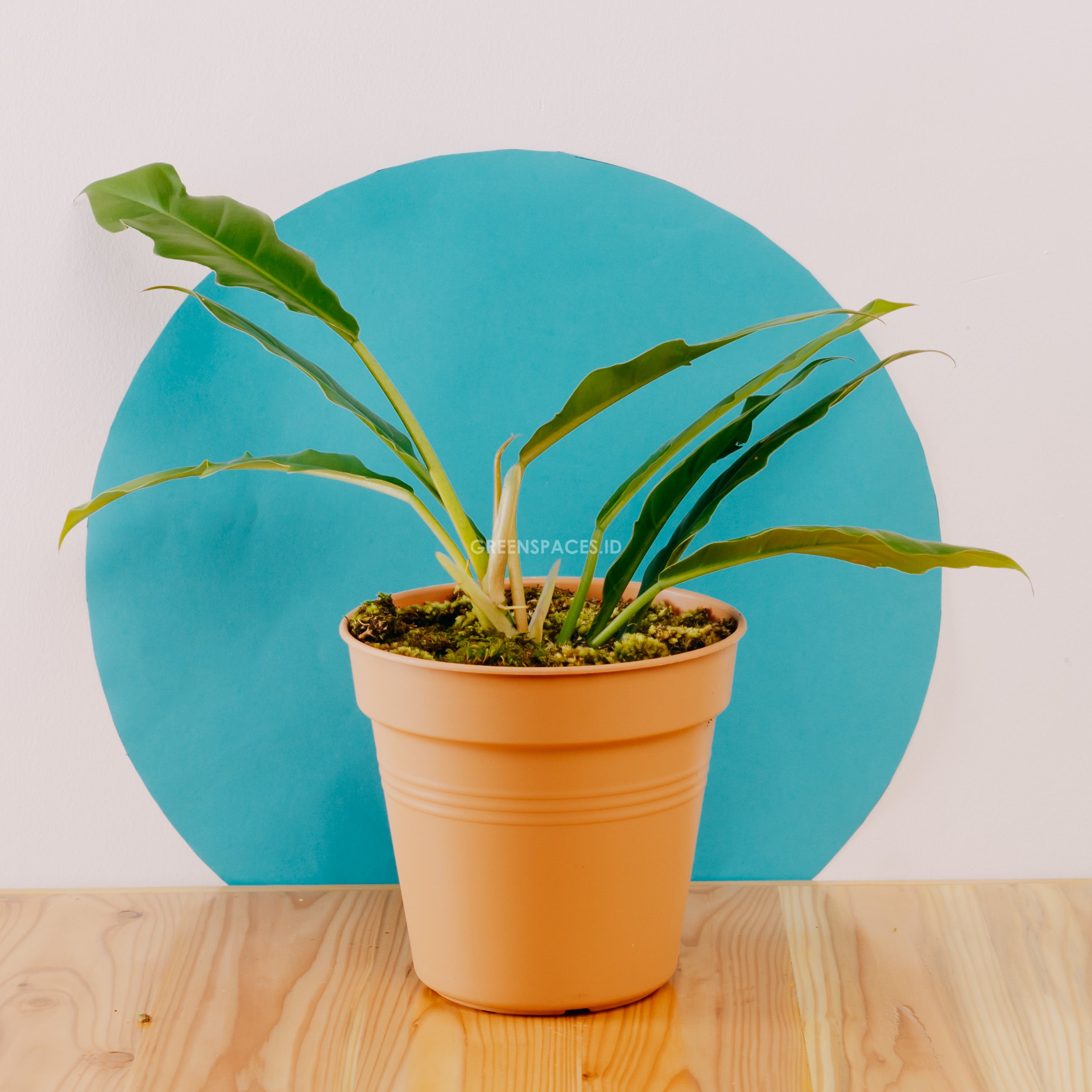 Philodendron Jungle Boogie