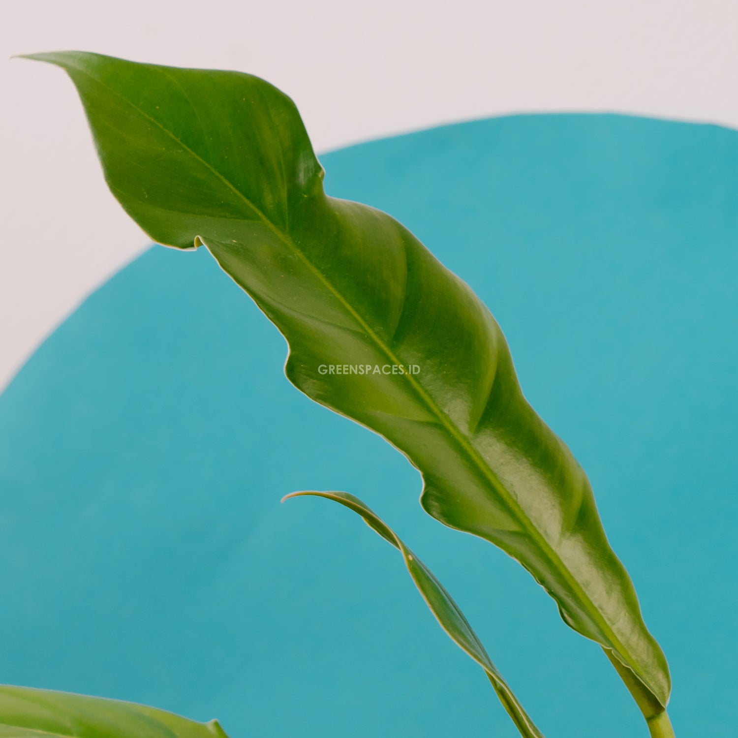 Philodendron Jungle Boogie