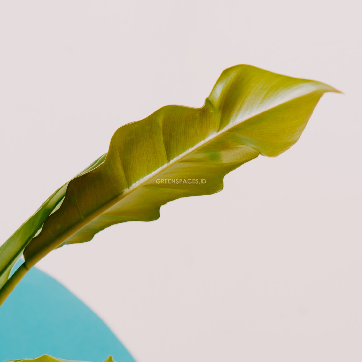 Philodendron Jungle Boogie