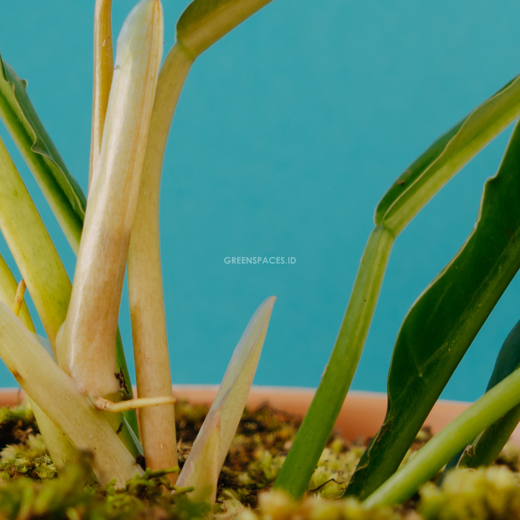 Philodendron Jungle Boogie