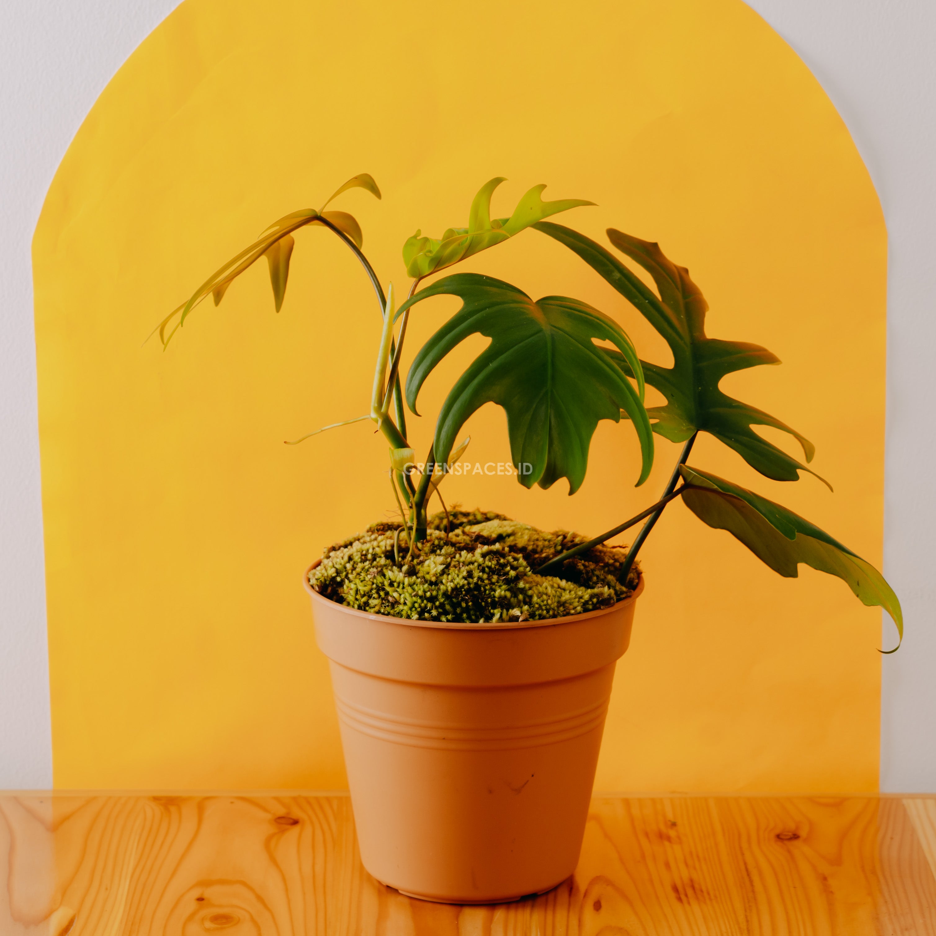 buy philodendron mayoi Philodendron Mayoi – Greenspaces.id