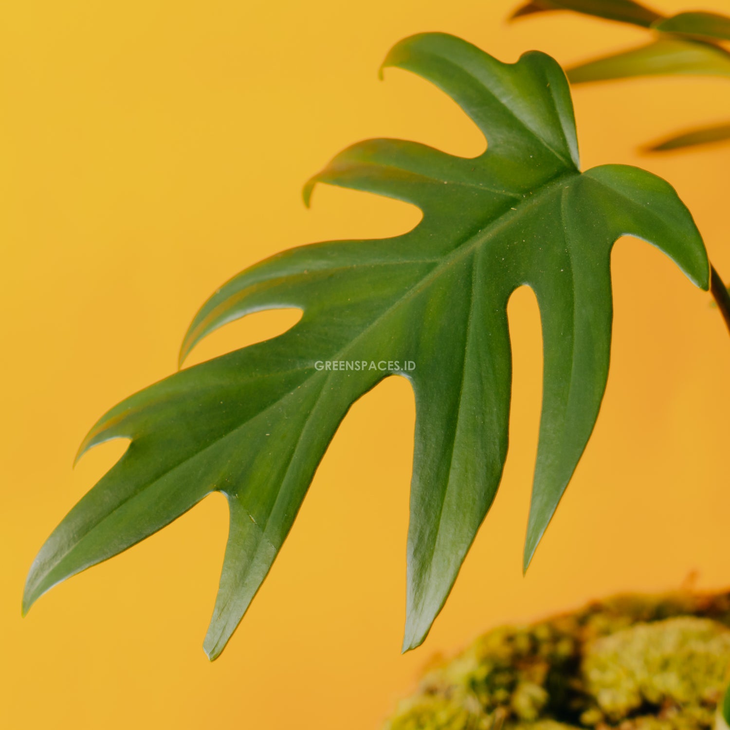 Philodendron mayoi - Greenspaces.id