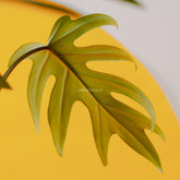 Philodendron mayoi - Greenspaces.id