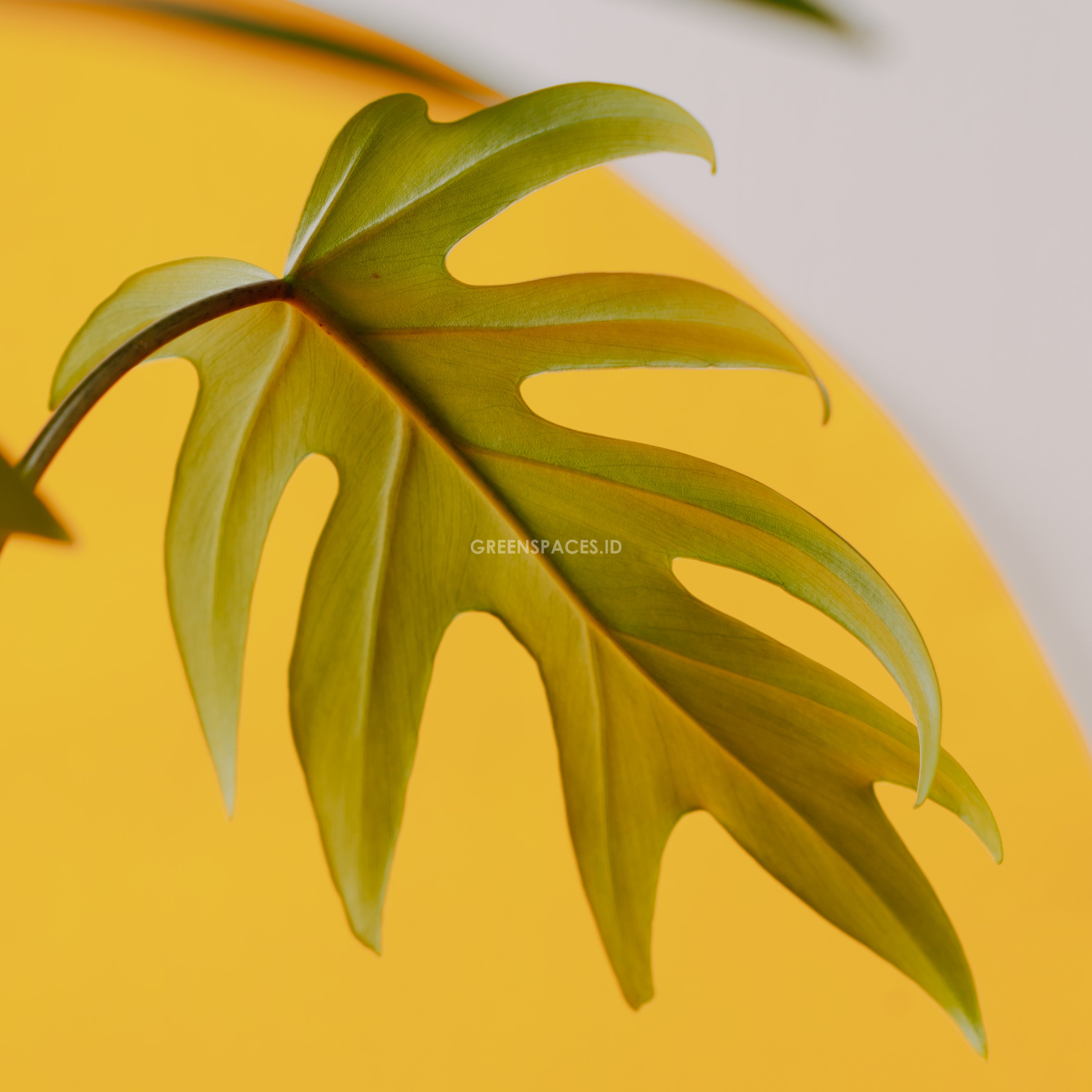 Philodendron mayoi - Greenspaces.id