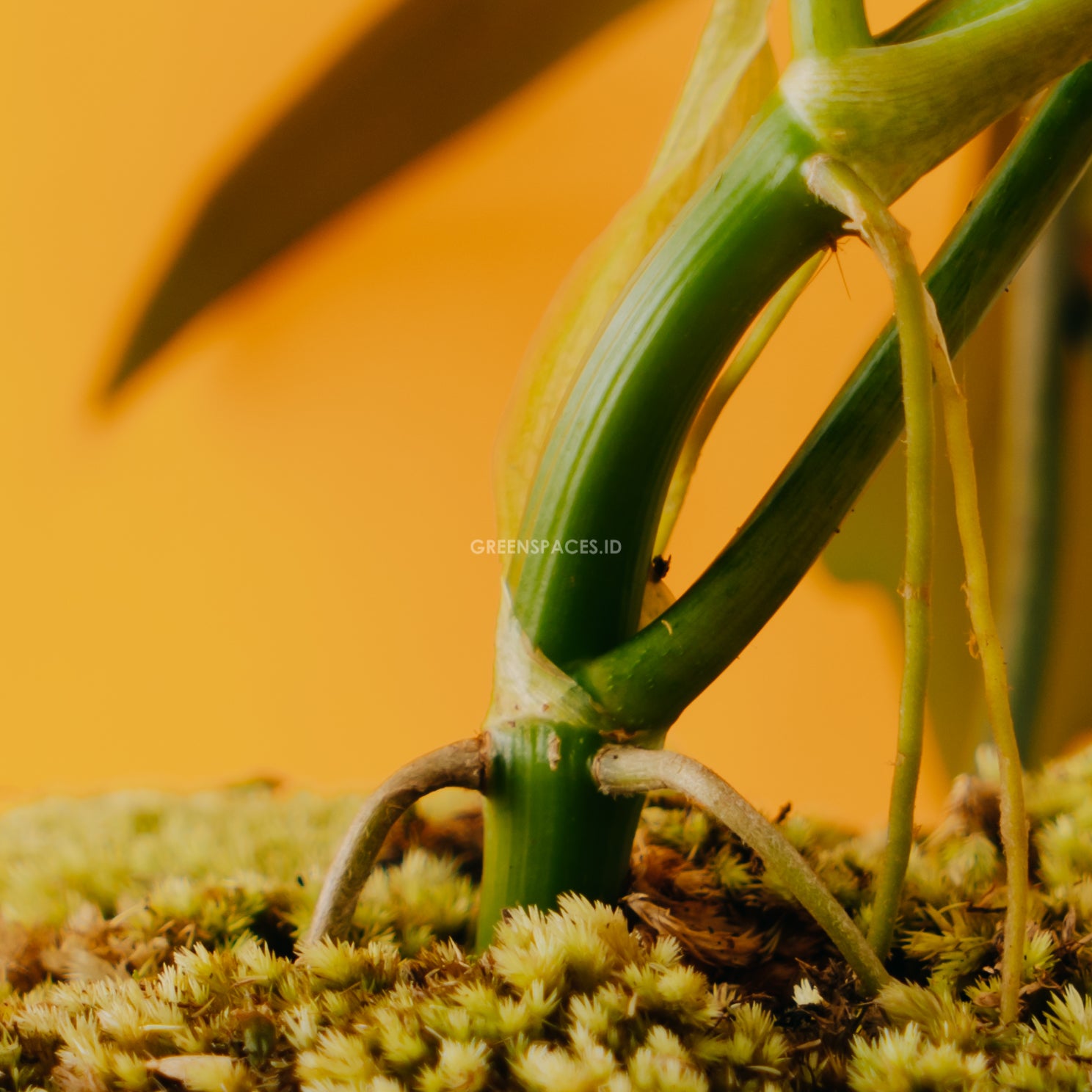 Philodendron mayoi - Greenspaces.id