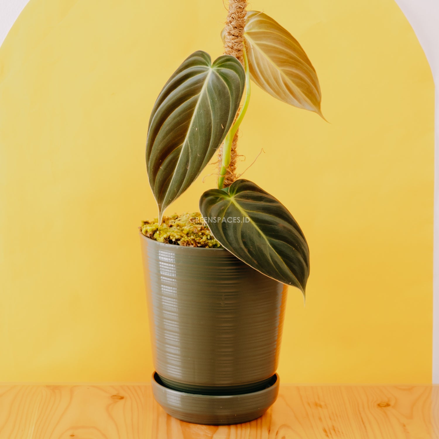 Philodendron melanochrysum - Greenspaces.id