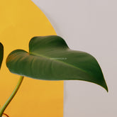 Philodendron red queen - Greenspaces.id