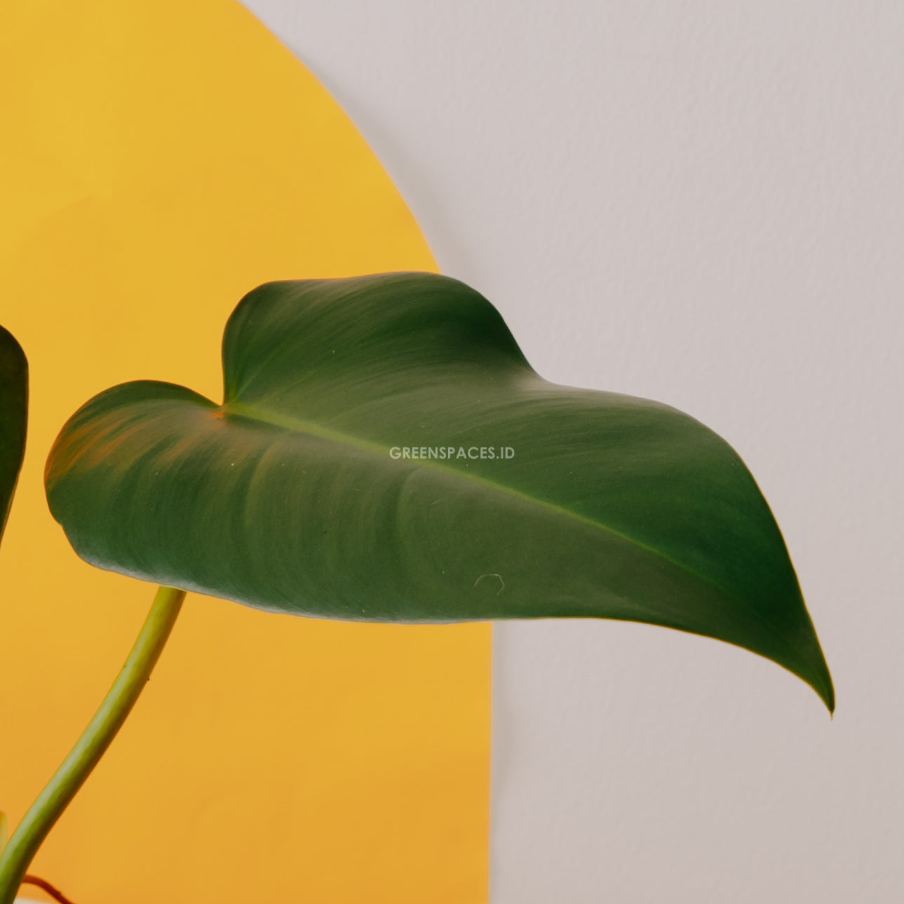 Philodendron red queen - Greenspaces.id