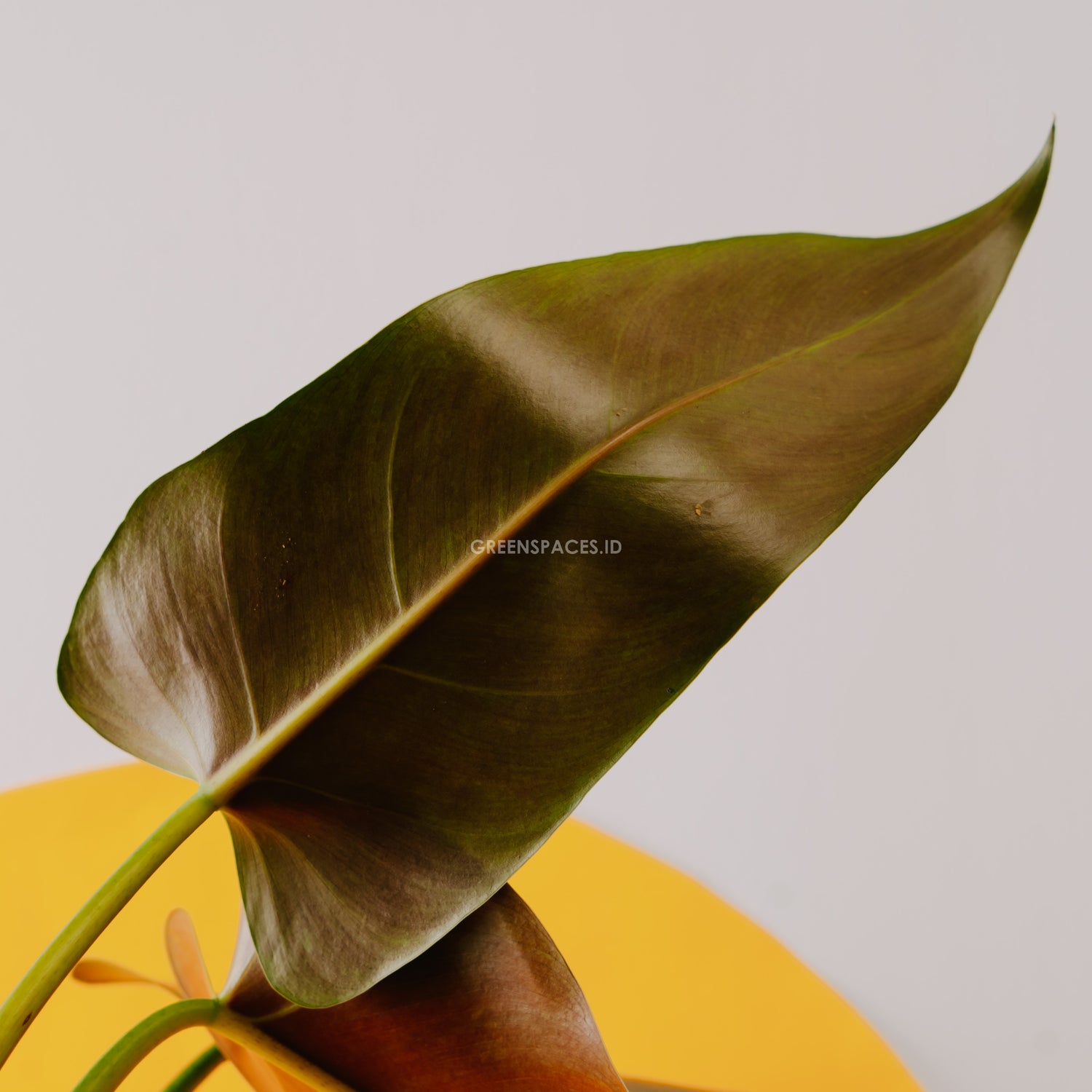 Philodendron red queen - Greenspaces.id