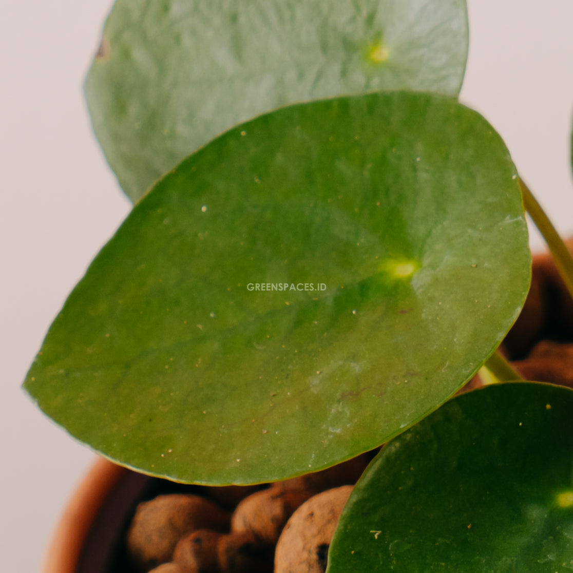 Pilea - Greenspaces.id