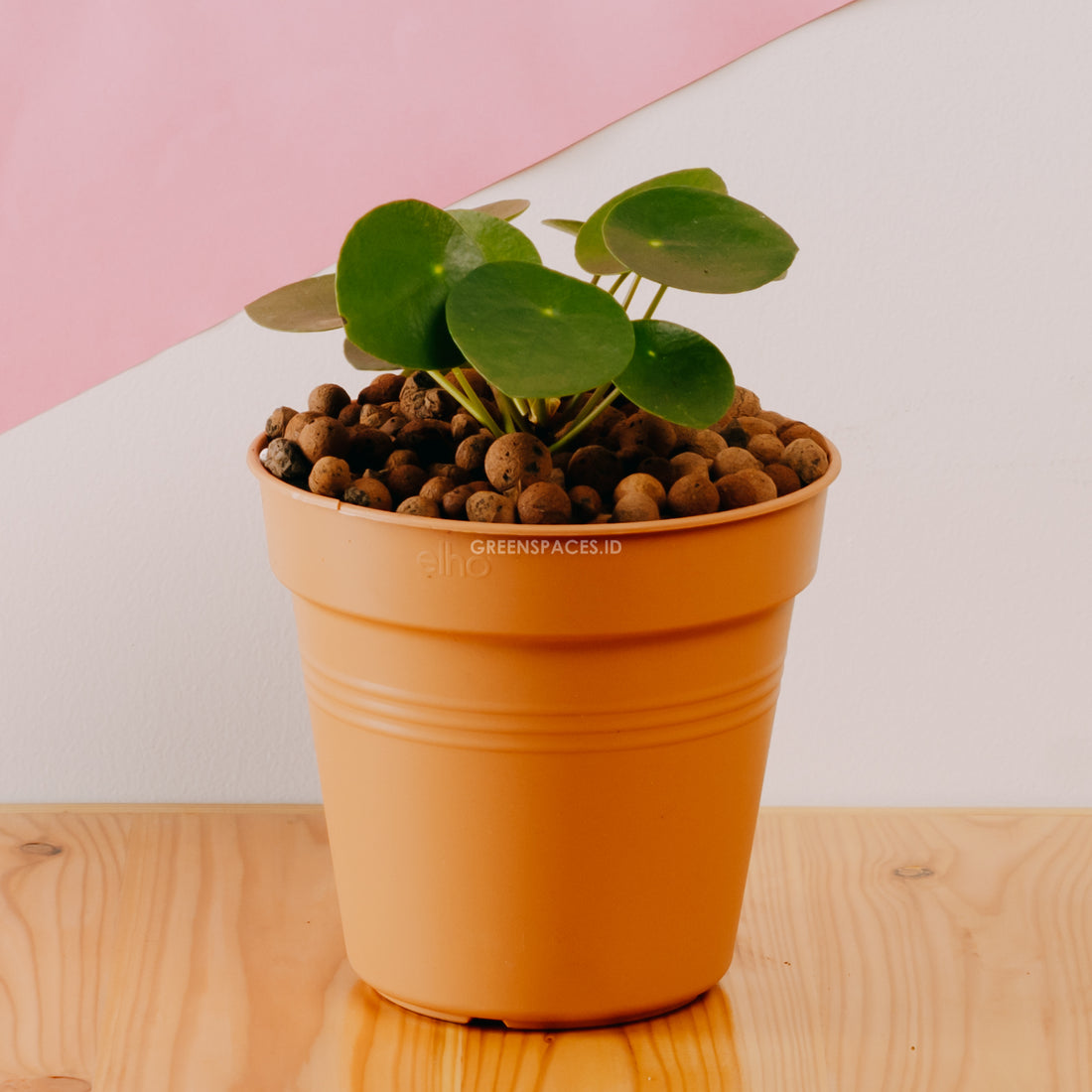 Pilea - Greenspaces.id