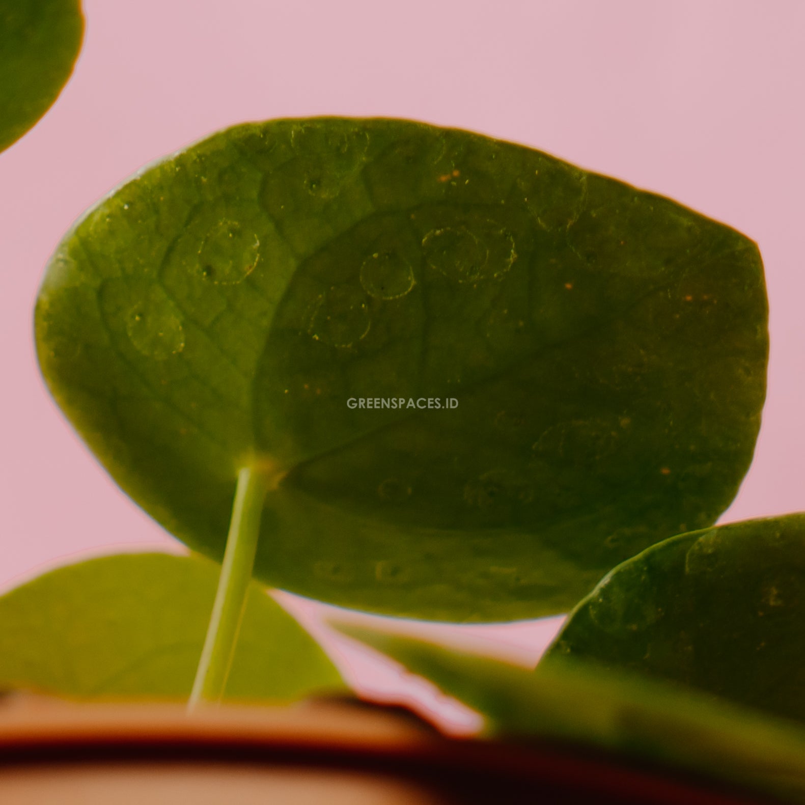 Pilea - Greenspaces.id