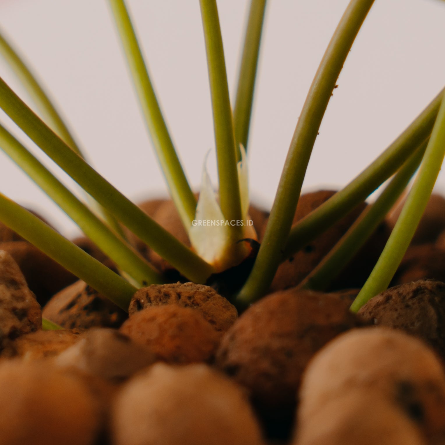 Pilea - Greenspaces.id