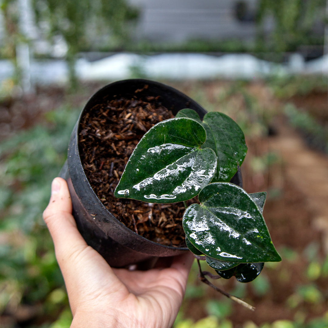 Piper Black - Greenspaces.id