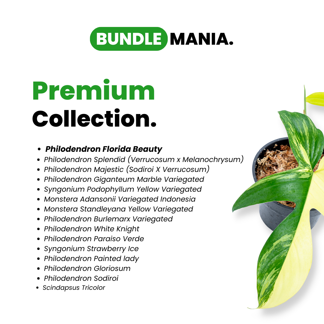 Premium Collection