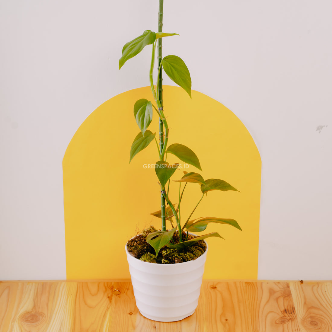 Raphidophora Pertusa - Greenspaces.id