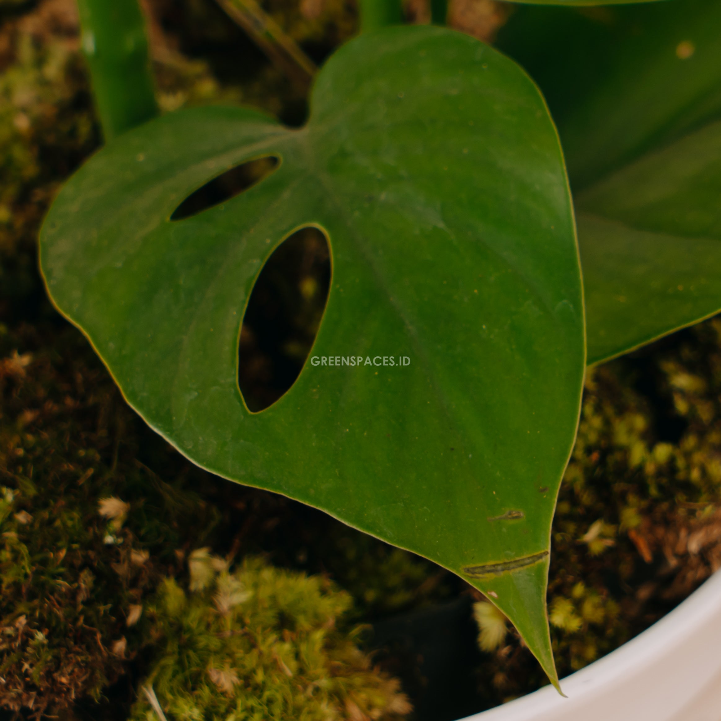 Raphidophora Pertusa - Greenspaces.id