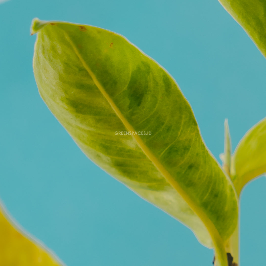 Rhaphidophora foraminfera variegated - Greenspaces.id