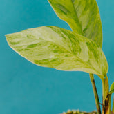 Rhaphidophora foraminfera variegated - Greenspaces.id