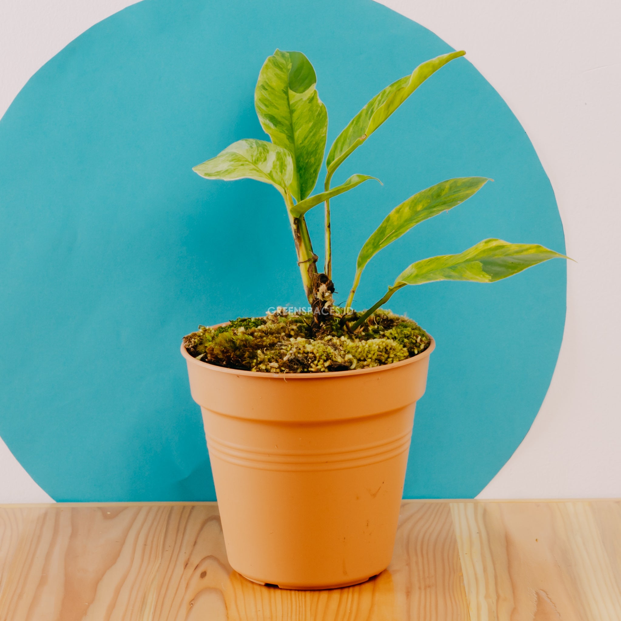 Rhaphidophora foraminfera variegated - Greenspaces.id